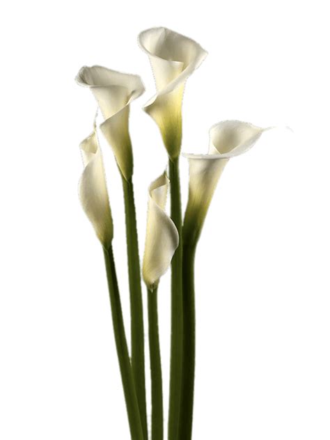 White Calla Lilies Transparent Png Stickpng