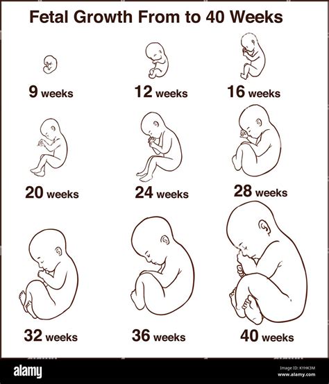 el desarrollo del embrión fases de crecimiento del feto humano del embarazo ilustración