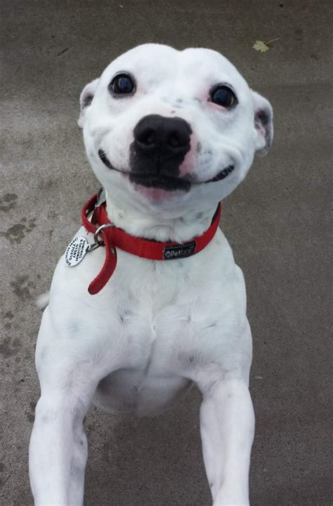 201 Smiling Animals That Will Instantly Make You Smile Smiling