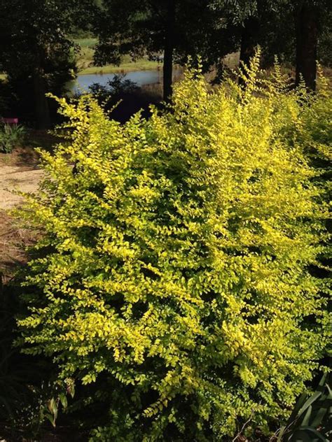 Check spelling or type a new query. New Spring 2014 Plants | HGTV