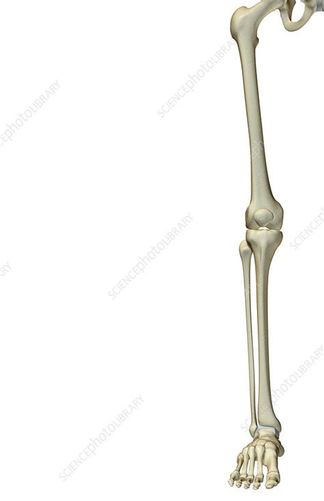 The Bones Of The Lower Limb Stock Image F0019053 Science Photo