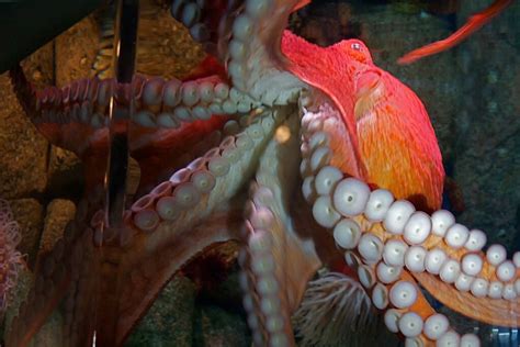 Fun Octopus Facts In 2020 Octopus Facts Octopus Facts For Kids