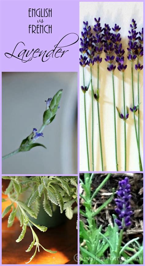 The Difference Between French Vs English Lavender Varieties And How To
