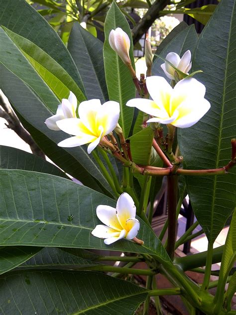 Mygukguk Frangipani Flower