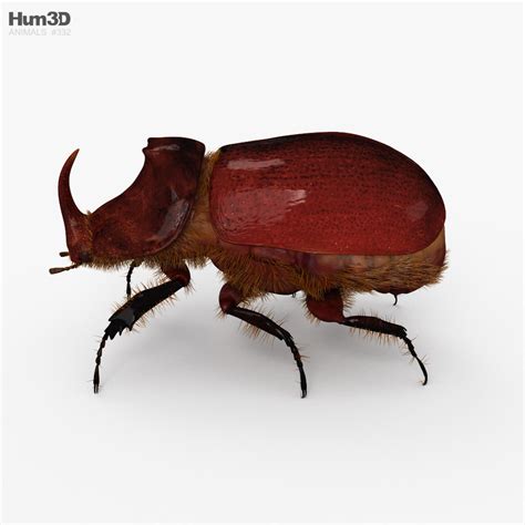 Rhinoceros Beetle Hd Rigged 3d Model Animals On Hum3d