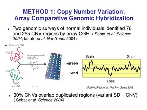 Ppt Analyzing Copy Number Variation In The Human Genome Powerpoint