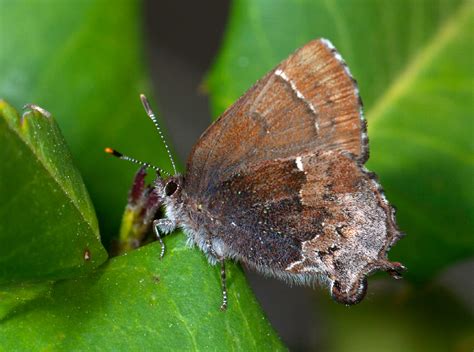 Henrys Elfin Alabama Butterfly Atlas