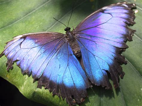 Filehunawihr Morpho Butterfly Wikimedia Commons