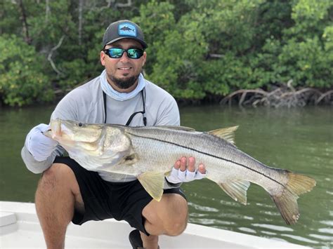 Snook Fishing In Florida South Florida Reporter