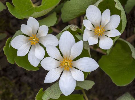 The greek goddess of spring, flowers and nature is chloris. 11 Best Perennial Flowers for Early Spring
