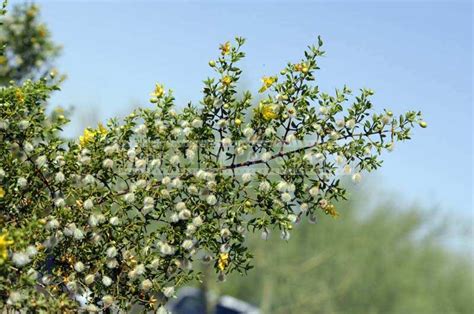 Whether you are lucky enough to spot the inconspicuous blooms i photographed and identified 77 flowering plants with help from this book. Sonoran Desert: Home to Amazing Desert Plants