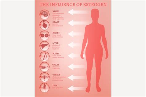 Estrogen Effects Infographic Illustrator Graphics ~ Creative Market