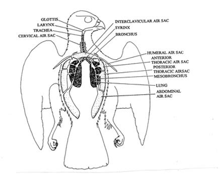 Eagle - Animal Respiration