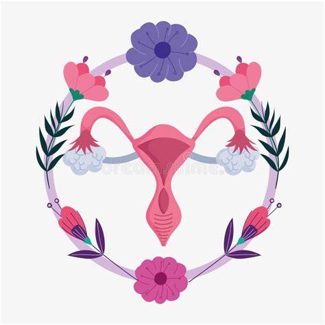 Sistema Reproductivo Humano Femenino órganos Sexuales Internos De La Mujer Ilustración Del
