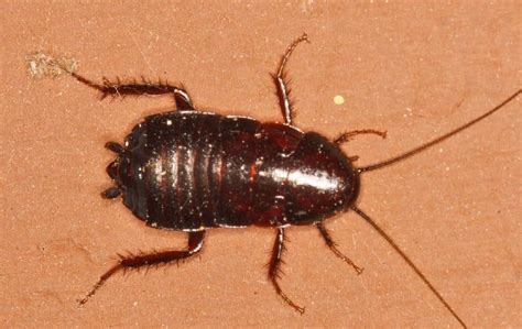 Relentless protection against every pest threat. Pensacola, FL Pest Control | Pest Management In Florida