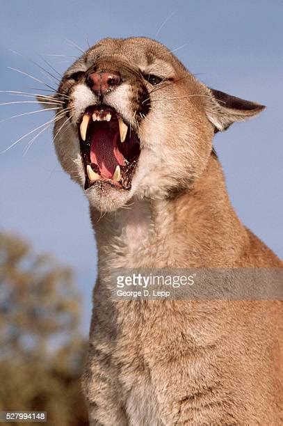 Mountain Lion Growl Photos And Premium High Res Pictures Getty Images