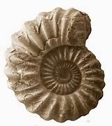 Fossils Names Images