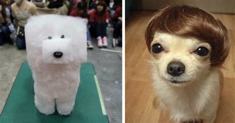 17 Times Pet Haircuts Went So Wrong Its Hilarious Small Joys