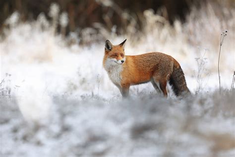 Five Fast Facts About Clever And Cunning Red Foxes