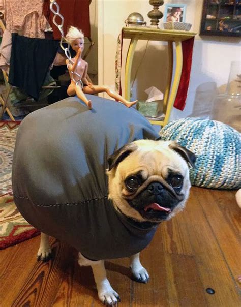 21 Creative And Funny Halloween Costumes For Pets Bored
