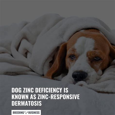 Zinc Deficiency In Dogs Types Symptoms And Faq