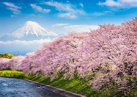What To Expect At Japans Cherry Blossom Festival This Year Best
