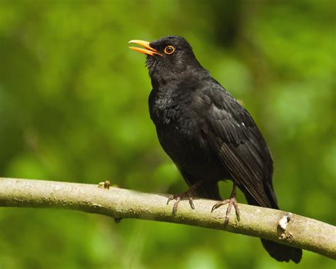 Blackbird A Singing Male Blackbird Nivek8 Flickr