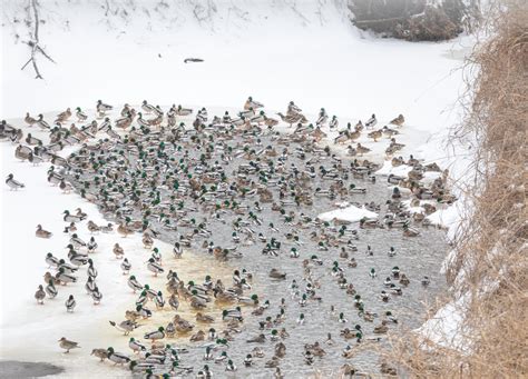 How to Hunt Ducks | Outdoor Life