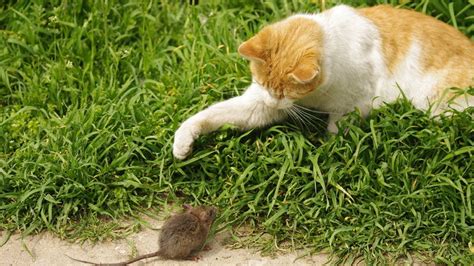 However, the image of a helpless kitten in a tree is also one that is firmly ingrained in the collective unconscious and can therefore manifest in our dreams as a representation of something amiss in our subconscious self. Funny Cats Vs Mouse - La vie réelle de Tom et Jerry ...
