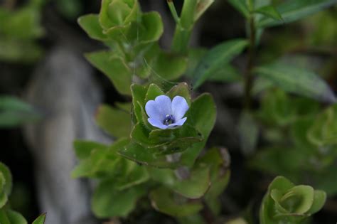 Check spelling or type a new query. Native Florida Wildflowers: Lemon Bacopa - Bacopa caroliniana