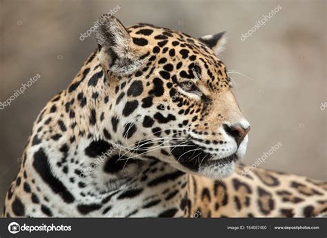 Wildlife Animal Jaguar — Stock Photo © Wrangel 154057400