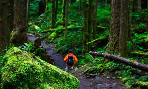 Olympic National Park Trails And Maps Trail Guide Alltrips