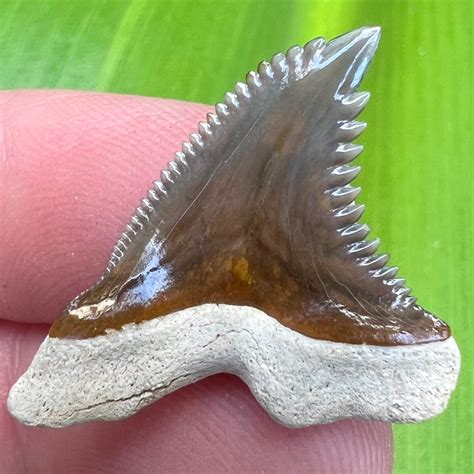 Bone Valley Florida Fossil Hemipristis Shark Tooth Primitive Past