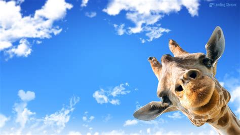 Cute hamsters windows 7 theme is dedicated to cute little hamsters with their lovely innocent looks. Cute Giraffe Mac Wallpaper | Funny giraffe pictures ...
