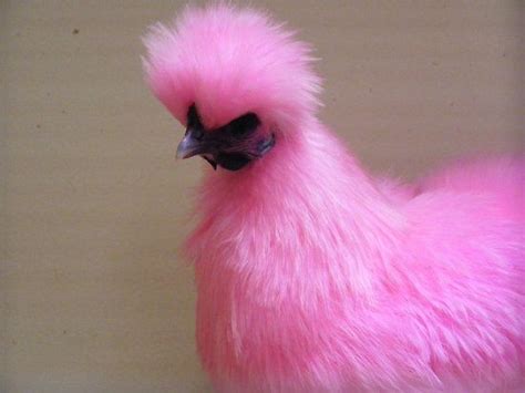 Pink Silkie Chickens Go Back Gallery For Pink Silky Chicken