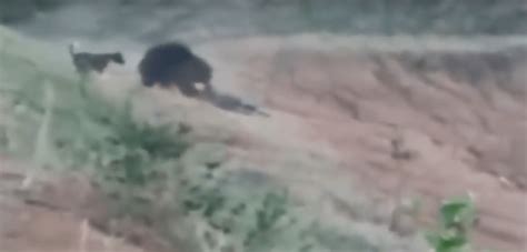 Horrific Video Footage Of Man Being Mauled To Death By Bear When He