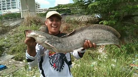 Import & export on alibaba.com. Yang lagi viral 2020 penakluk ikan monster di waduk jinjang - YouTube