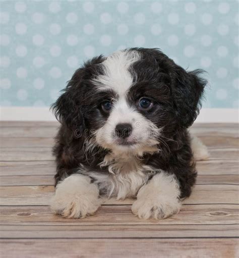Little Black A White Puppy Stock Photo Image Of Sweet 34933992