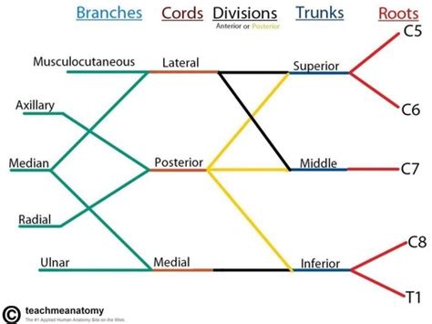 Brachial Plexus Flashcards Quizlet