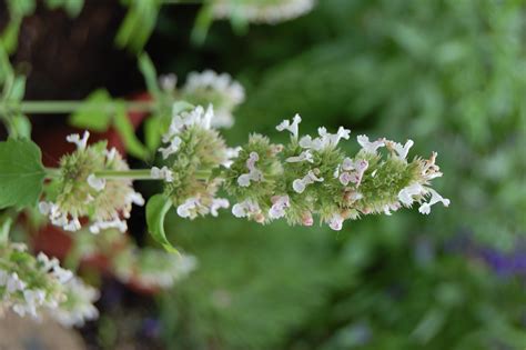 Maybe you would like to learn more about one of these? Catnip - Advice From The Herb Lady