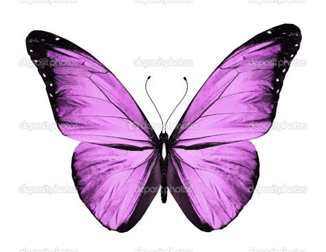 Mariposa Violeta Aislada En Blanco Fotografía De Stock © Suntiger