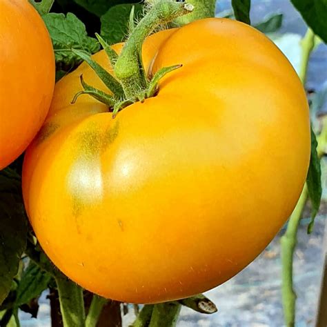 Dwarf Tomato Blazing Beauty Buy Online At Seeds Of Plenty Seeds