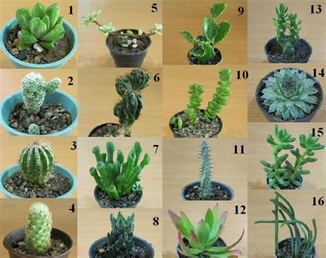 Cactus And Succulents Names Types Of Succulent Plant
