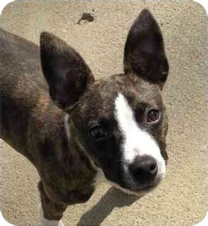 And you are gonna love the cuteness. Spencer | Adopted Puppy | Kansas City, MO | Rat Terrier ...