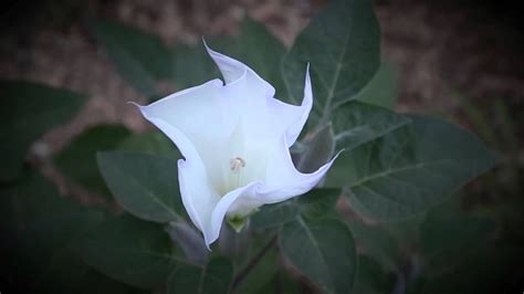 8, and health officials are warning people of the dangers of the flowers. Moon Flower Blooming Time-Lapse Video - YouTube
