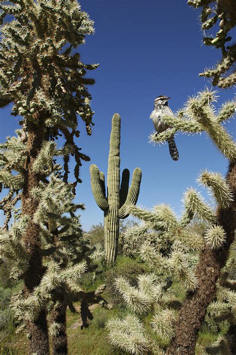 Ornithologists generally recognize seven subspecies, with the exact taxonomy under dispute. Surrounded Saguaro Cactus Wren Photograph by Jill Reger