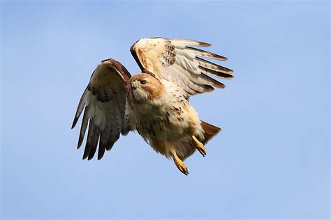 Перевод слова hawks, американское и британское произношение, транскрипция, словосочетания, однокоренные слова, примеры использования. Red-Tailed Hawks of Wexford: Red-Tailed hawks male and female all over the place June 9 2011