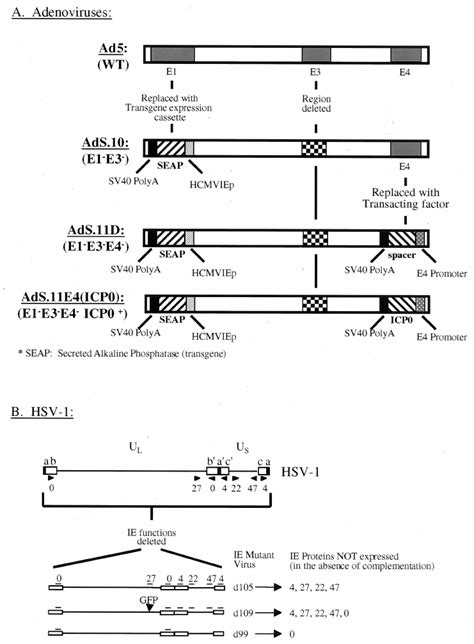 Free medical advise about herpes simplex genital. Adenovirus and HSV-1 mutant virus structures. (A ...