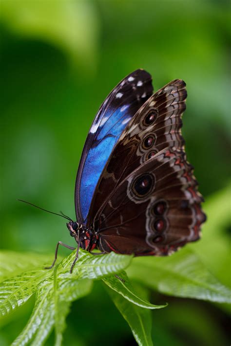 Morpho Butterfly Free Stock Photo Public Domain Pictures