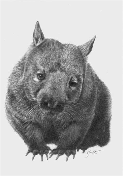 Cute Wombat By Jessica Guggenheim On Wombats In 2020 Wombat